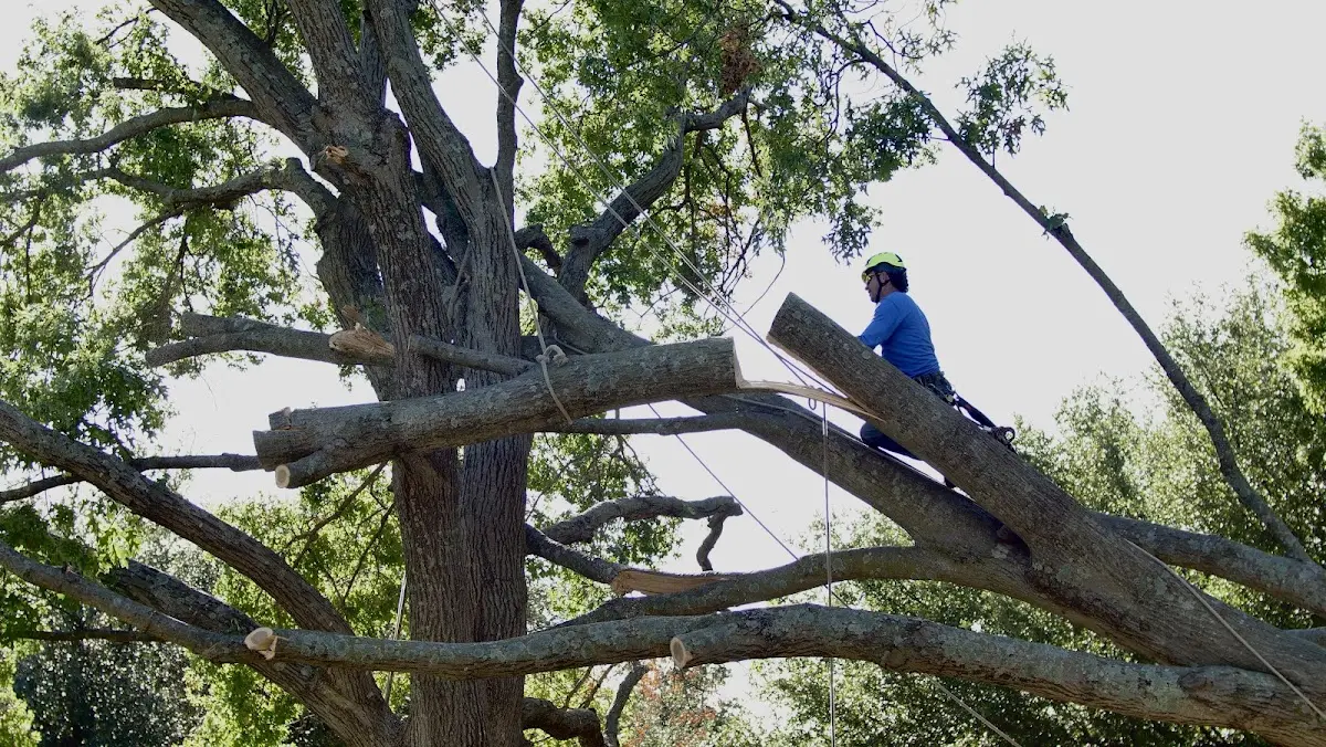 Professional Crown Thinning performed by certified arborists in Decker